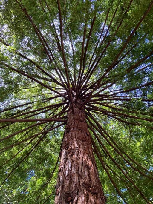 ~* The Spectacular Spyglass Treehouse *~ Occidental المظهر الخارجي الصورة